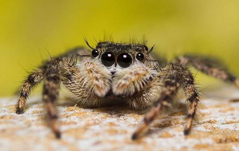 a jumping spider up close