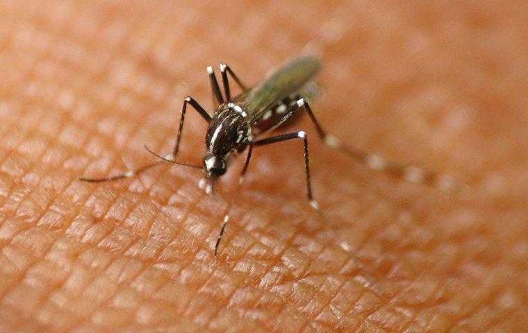 mosquito biting skin