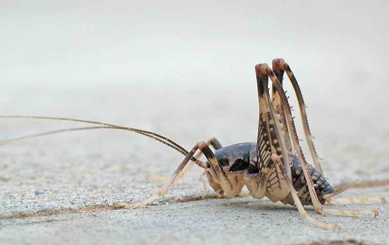 camel cricket on the ground