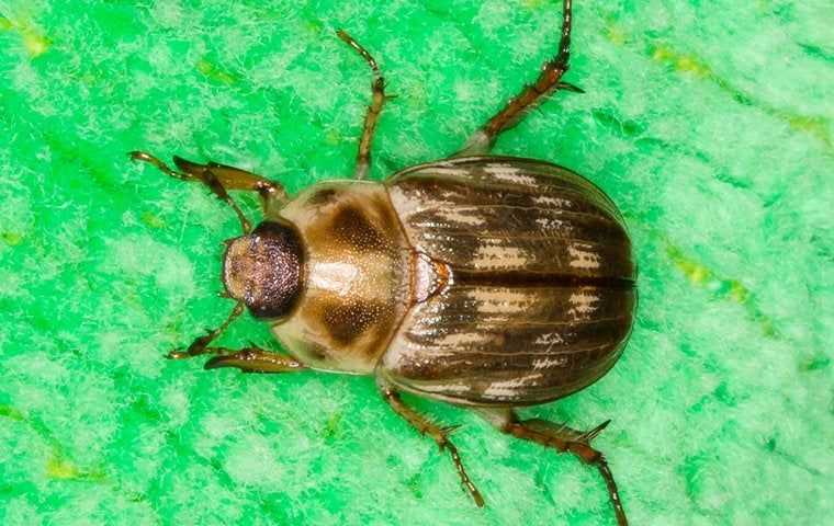 an oriental beetle