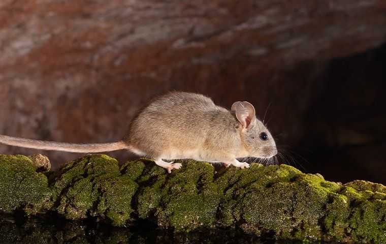 rodent crawling on a moss ledge