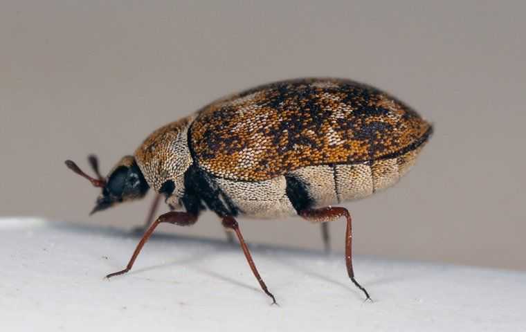 a carpet beetle crawling in a home