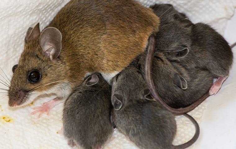 a mouse feeding her babies in a home in elizabeth city north carolina