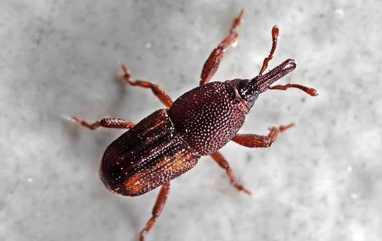 a rice weevil up close