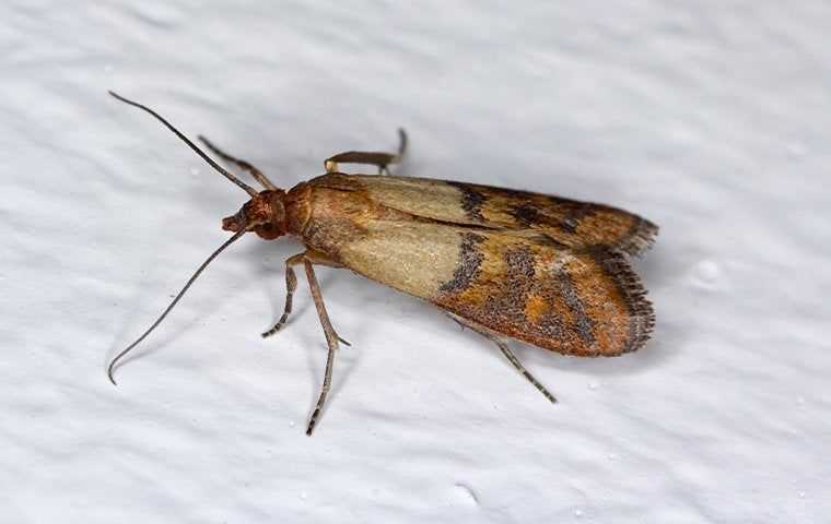 aan indian meal moth