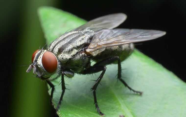 cluster fly on a leaf
