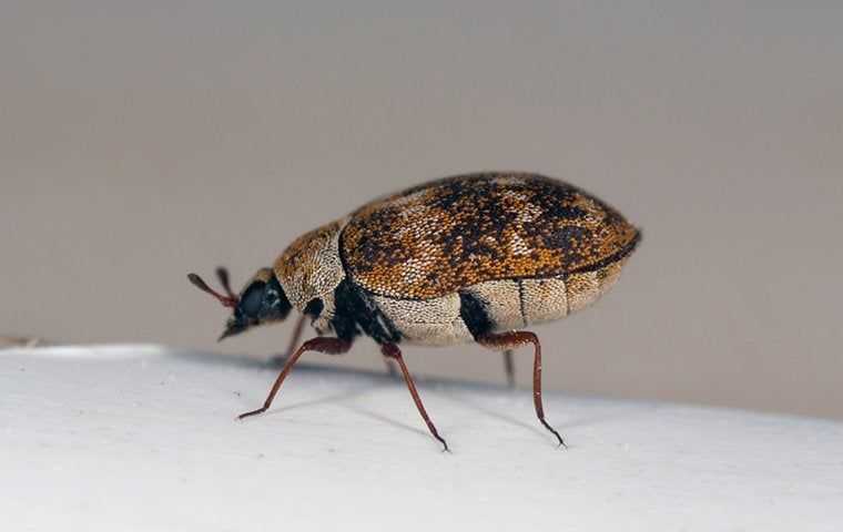 a carpet beetle up close