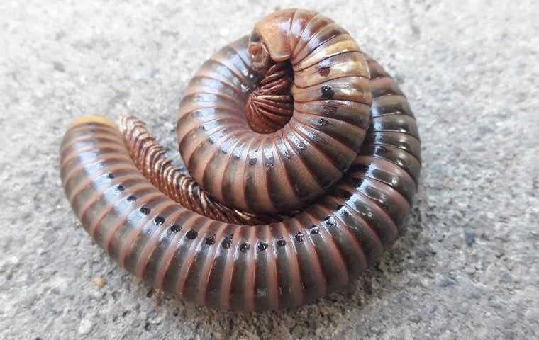 a rolled up millipede