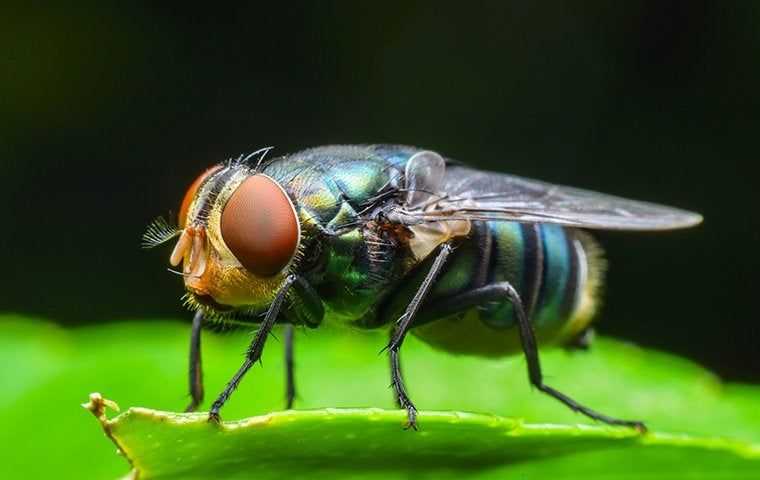 a blow fly on a leaf