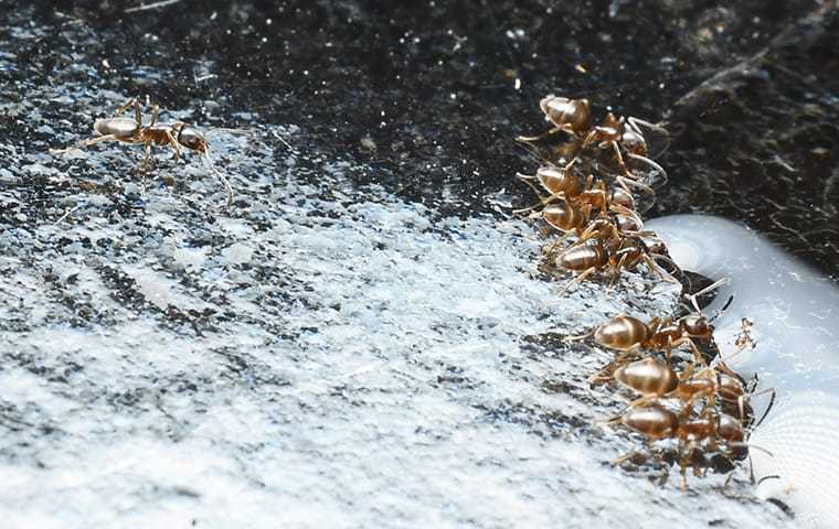 house ants 