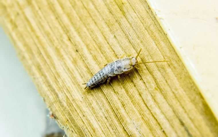 a silverfish in a home