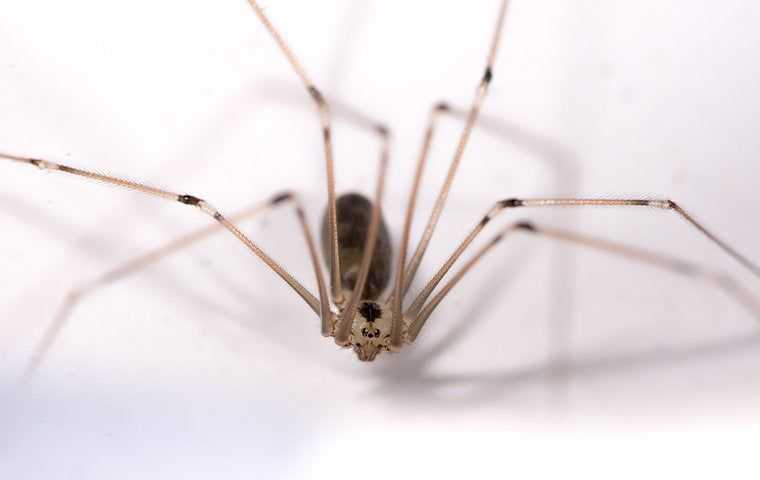 a cellar spider up close