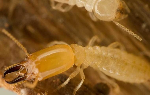 Signs of Subtle Termite Infestations in Your Home