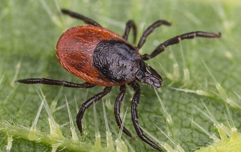 Natural Methods For Tick Prevention