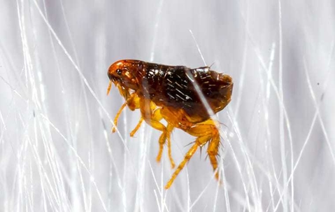 Fleas & Ticks: Keeping Pets Safe