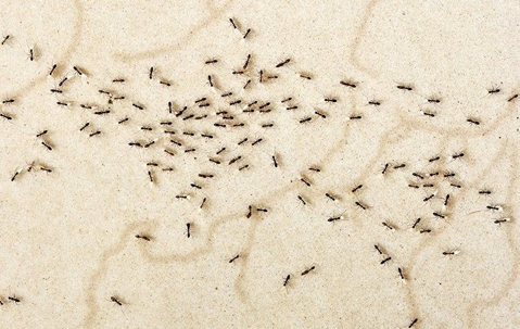 ants crawling on floor