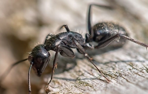 Ant
