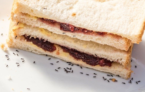 Ants in sandwiches
