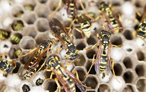 many wasps surrounding a nest
