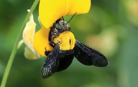 Carpenter Bees