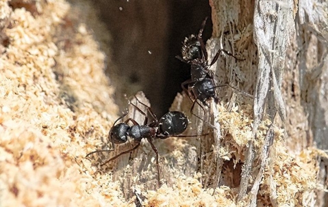 Carpenter Ants