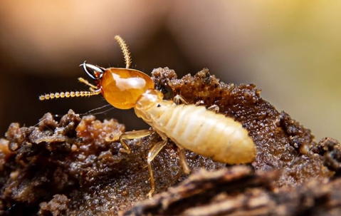 Termite