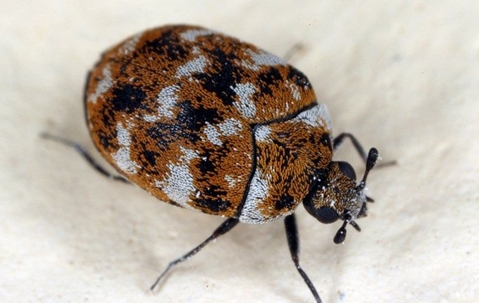 Carpet Beetle