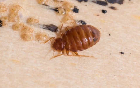 bed bug on bed frame