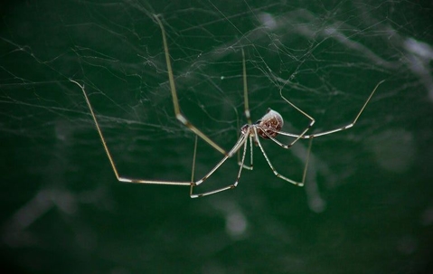 Spider