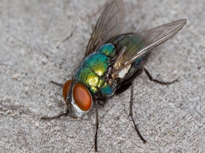 up close of a blow fly on a kitchen counter