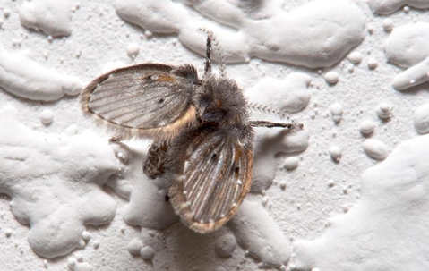 Albemarle Termite & Pest Control