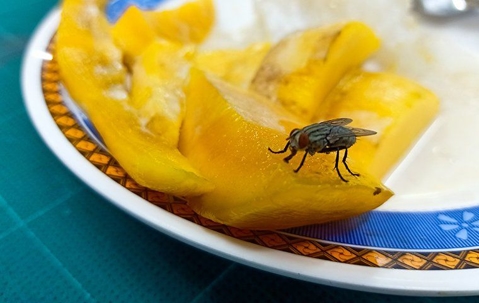 Fly on food