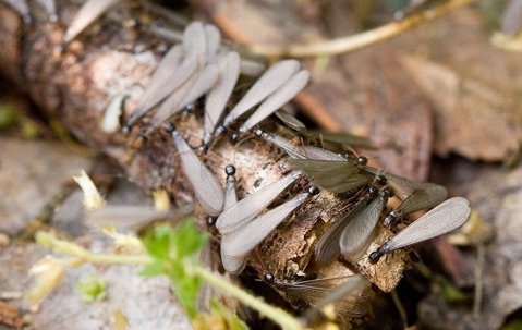 termite swarmers on branch