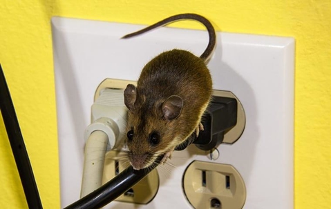 a mouse crawling on an electric chord in a home in Elizabeth city north Carolina