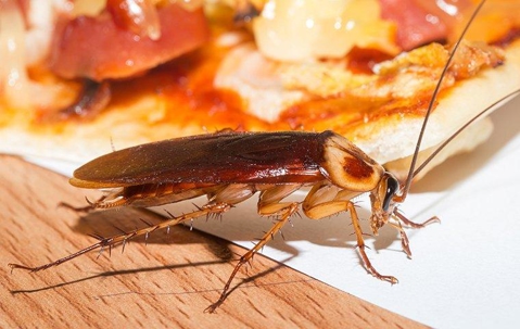 Cockroach