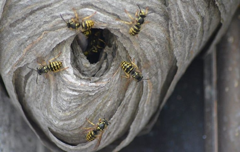 Wasp Nest