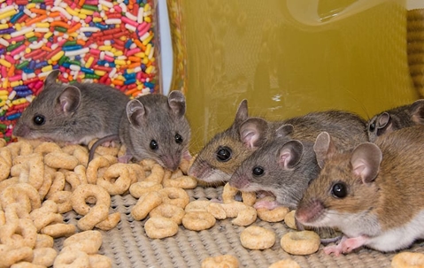 mice in pantry