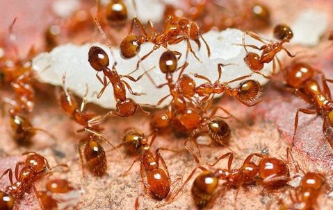 Fire Ants