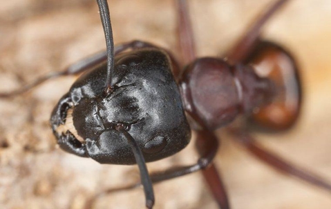 Carpenter Ant