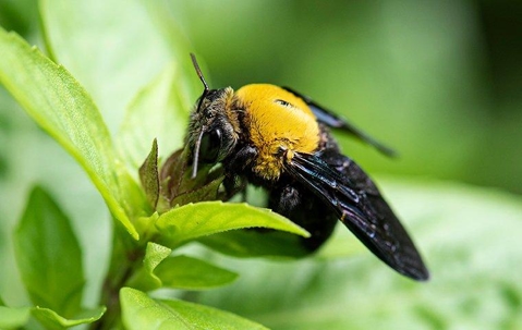 Carpenter Bee on leaves