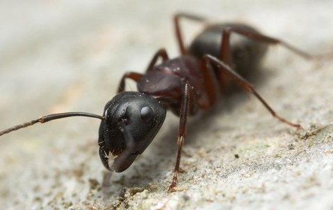 Termite