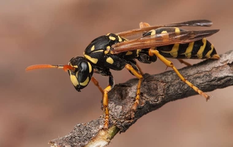 wasp on a branch