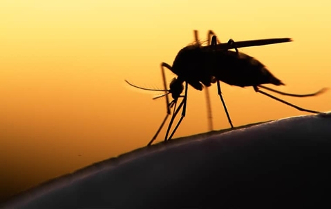 mosquito on skin during sunset