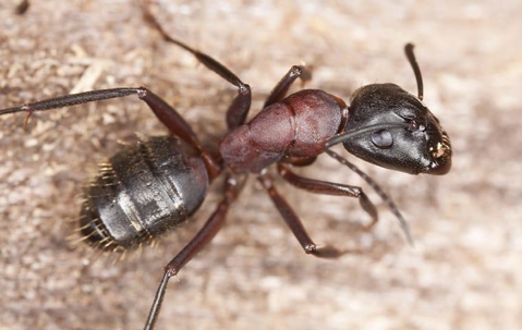 a carpenter ant on the ground outside of a home in Chesapeake Virginia