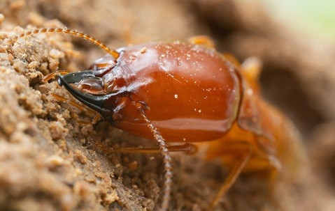 Termite