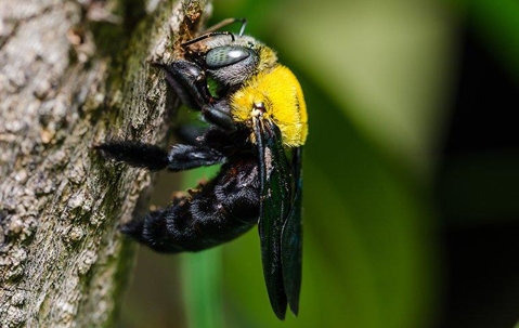Carpenter Bees
