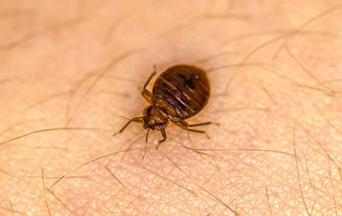 Bed Bug on skin