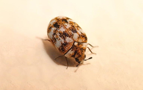 Carpet Beetle