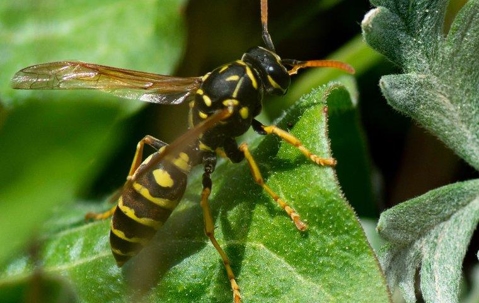 Wasp