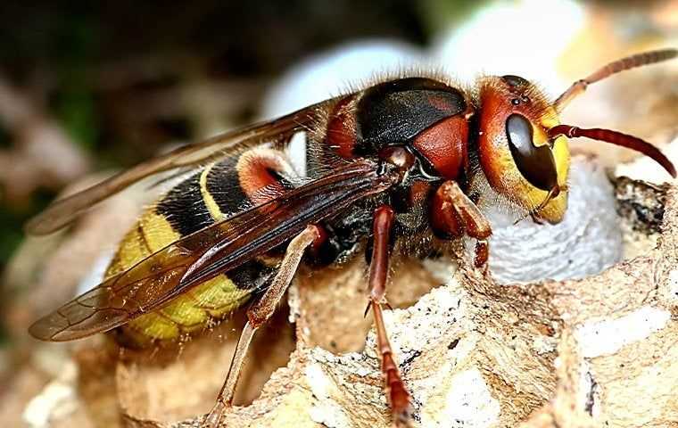 European Hornets